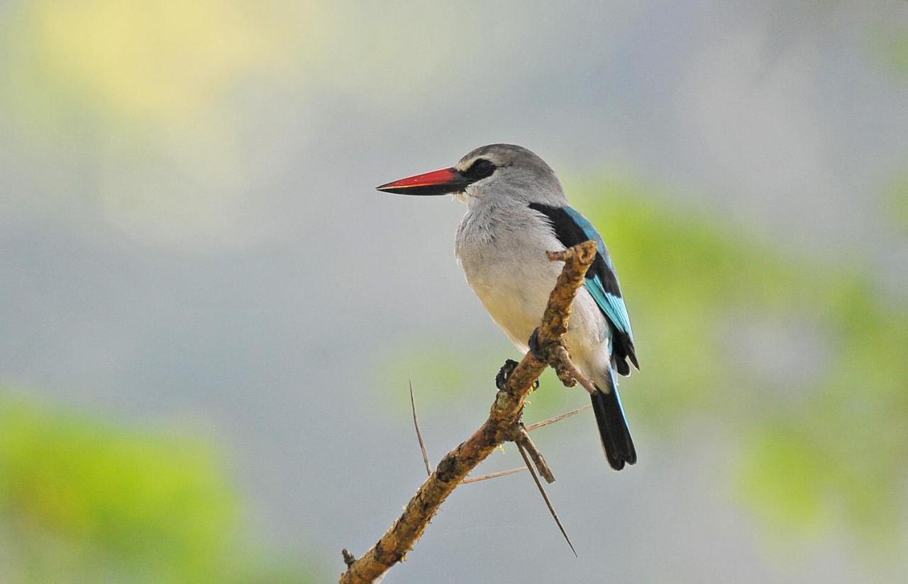 Bullbush River Camp Kihihi Luaran gambar